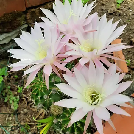La Sassa Marliana